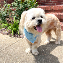 Shih Poo dog with tongue out in the sun wearing a light blue bandana with dark blue illustrations.