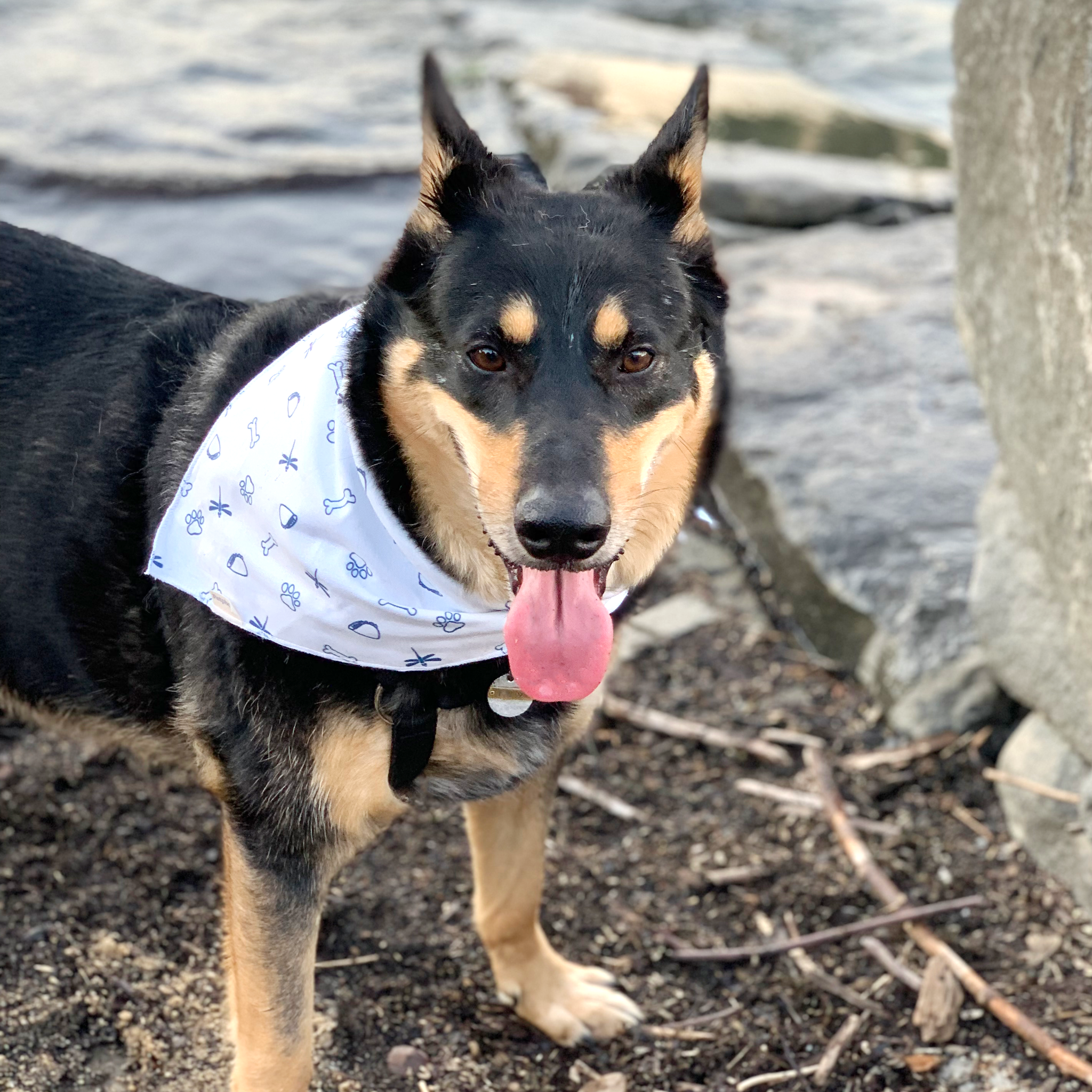 German shepherd wearing bandana deals